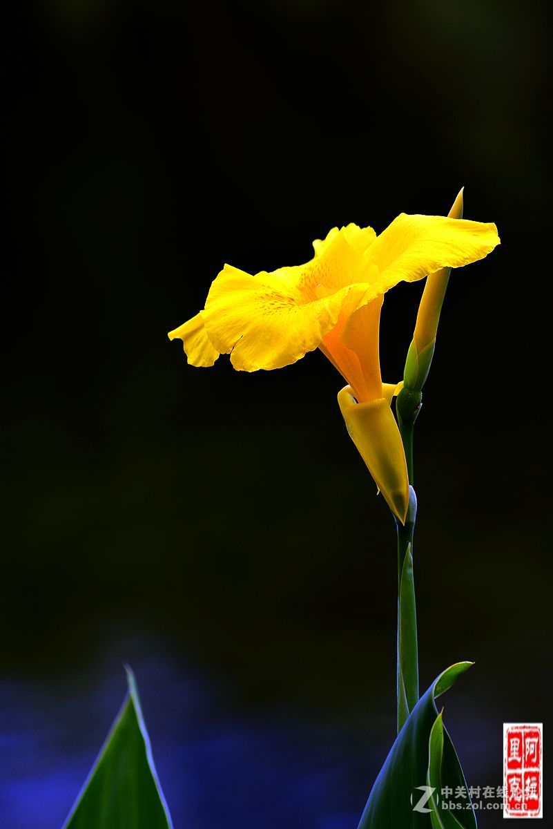 花卉[十二]美人蕉