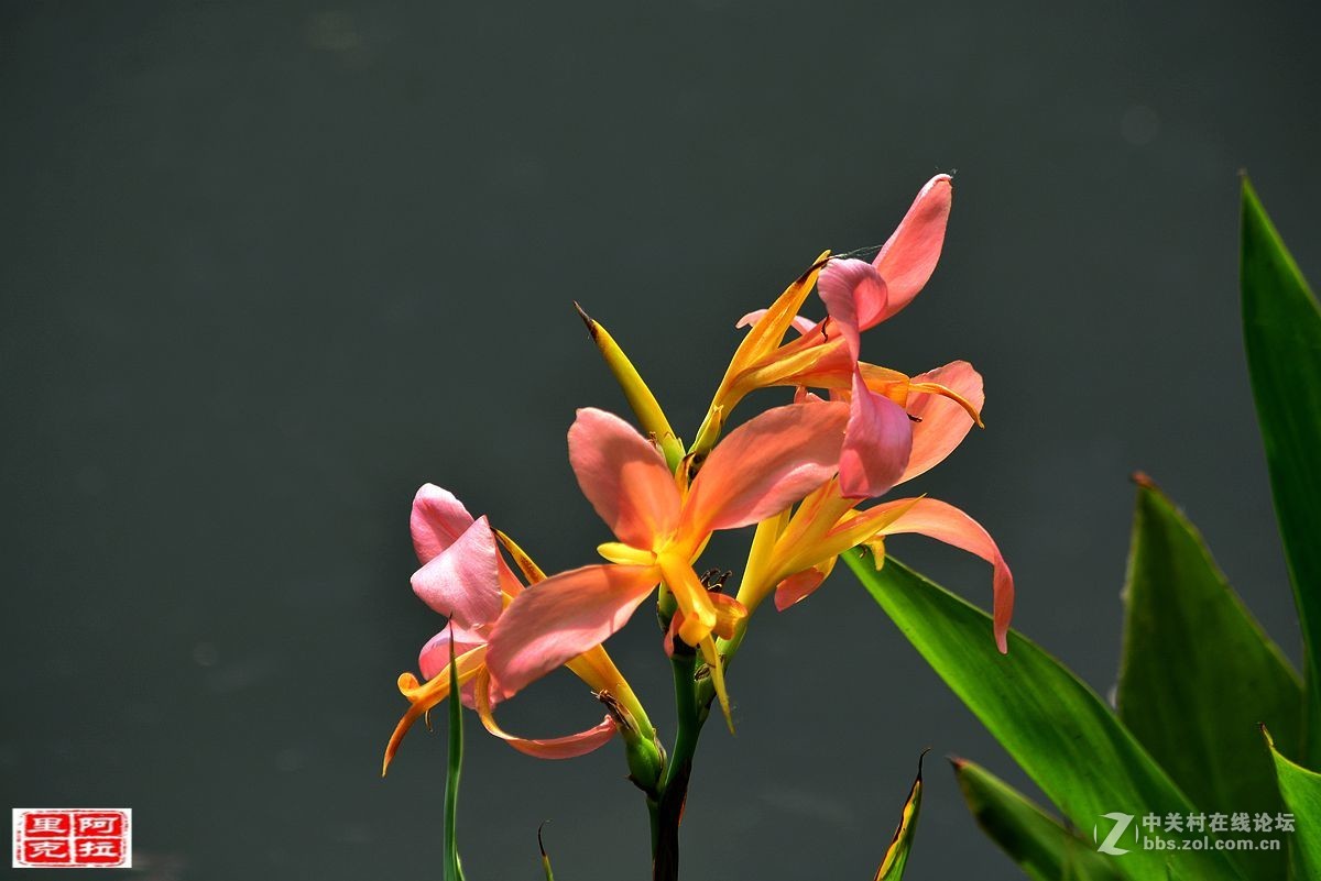 花卉[十二]美人蕉