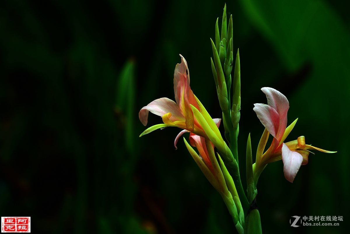 花卉[十二]美人蕉