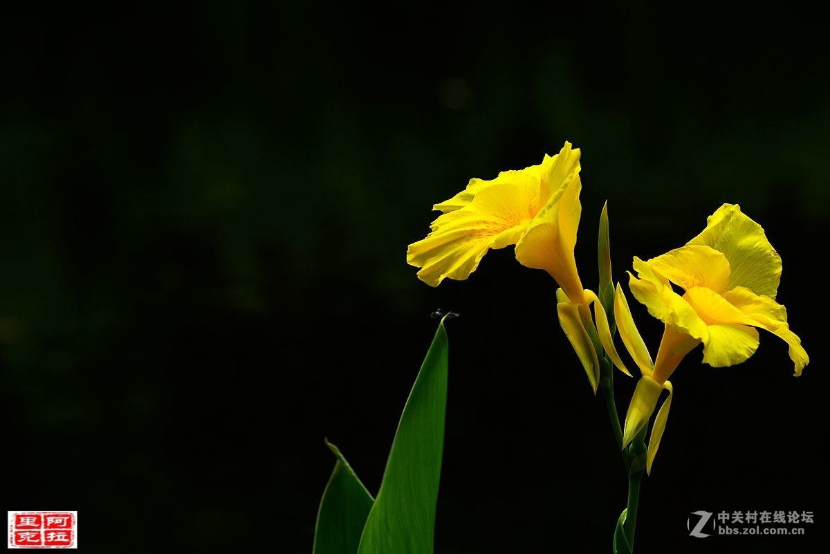 花卉[十二]美人蕉