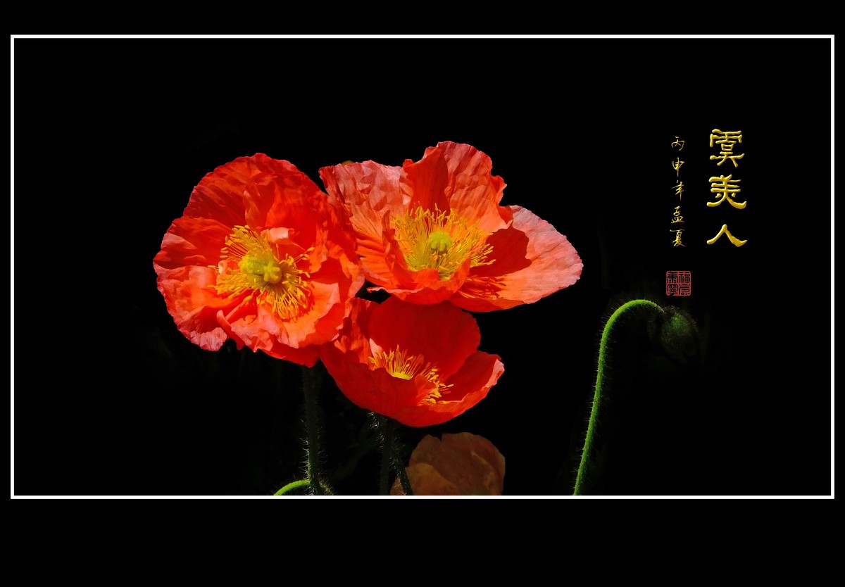 婀娜娇媚的虞美人