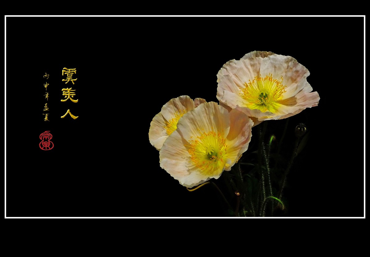 婀娜娇媚的虞美人