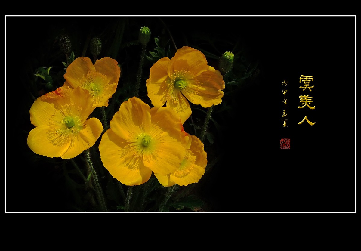 婀娜娇媚的虞美人