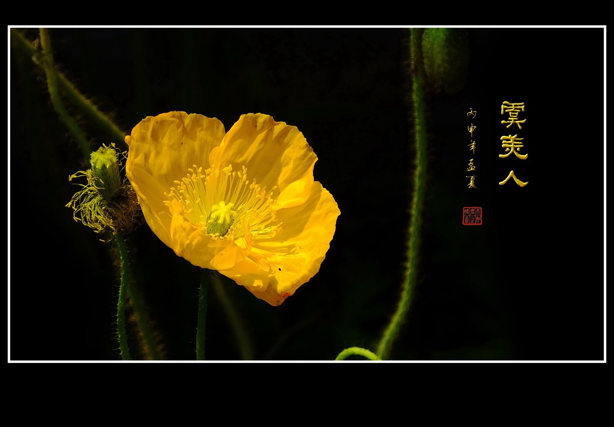 婀娜娇媚的虞美人