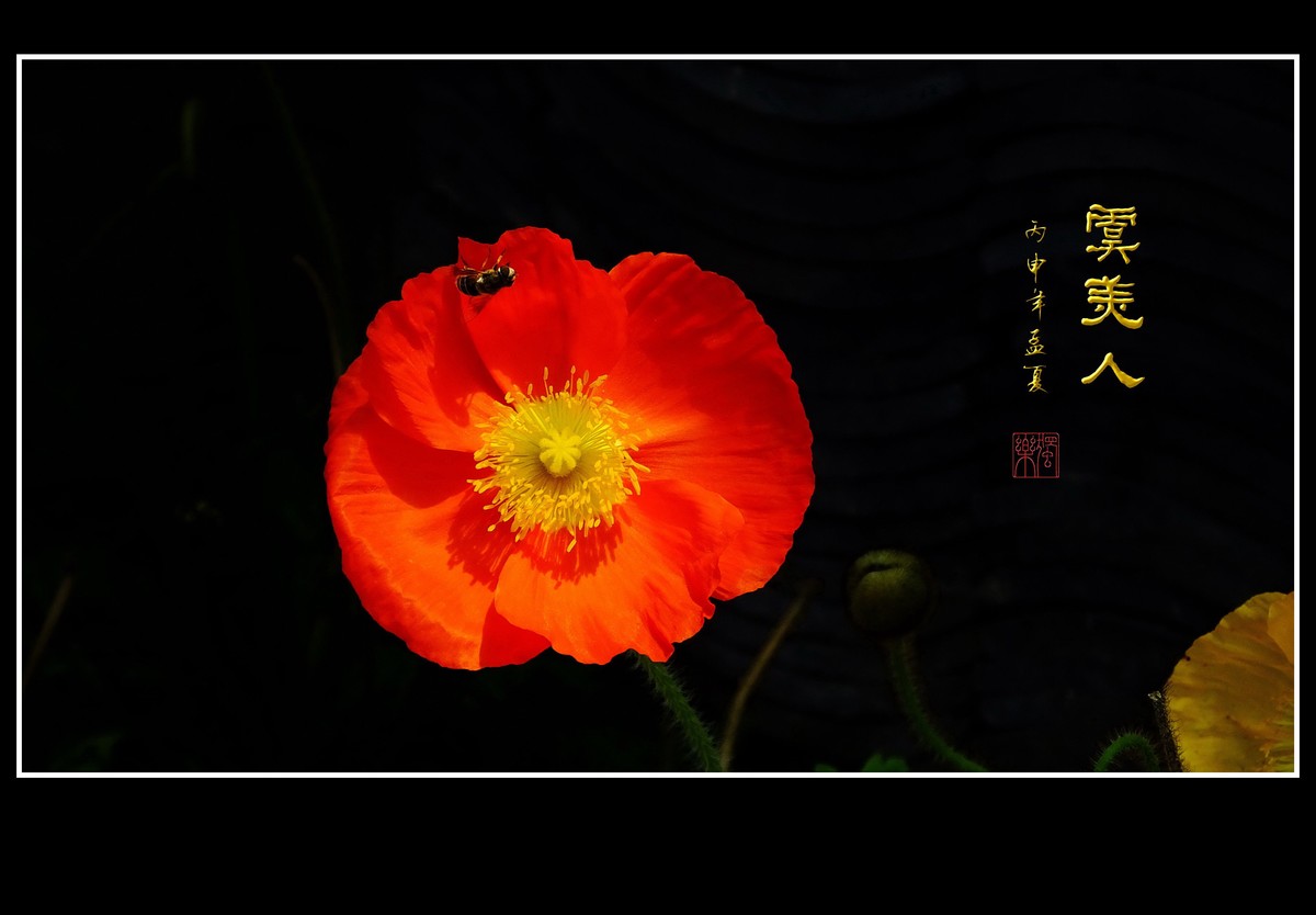 婀娜娇媚的虞美人