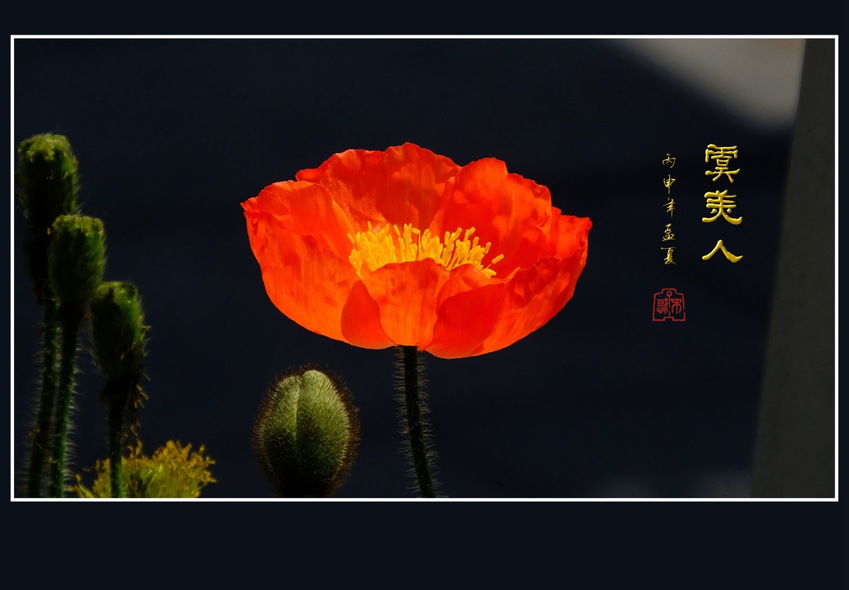 婀娜娇媚的虞美人