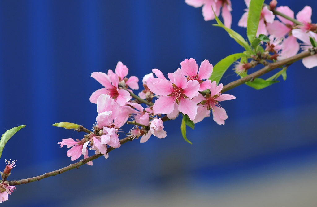 桃花盛开的季节单瓣粉