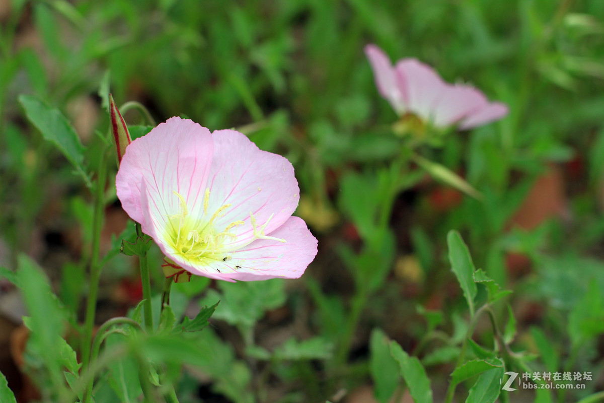 一组春天里的小花2
