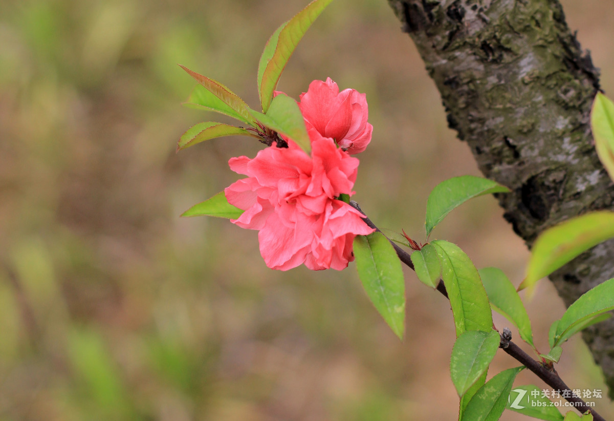 一组春天里的小花2