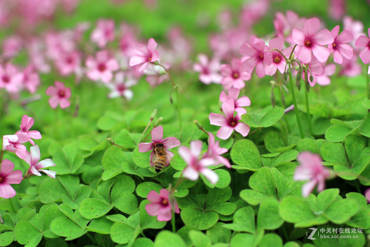 一组春天里的小花2