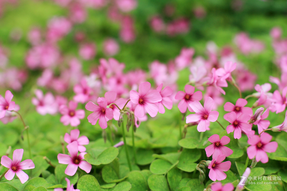 一组春天里的小花2