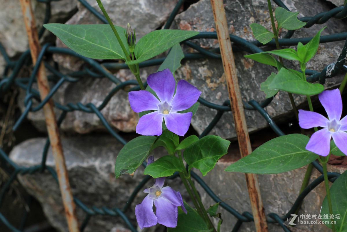 一组春天里的小花2