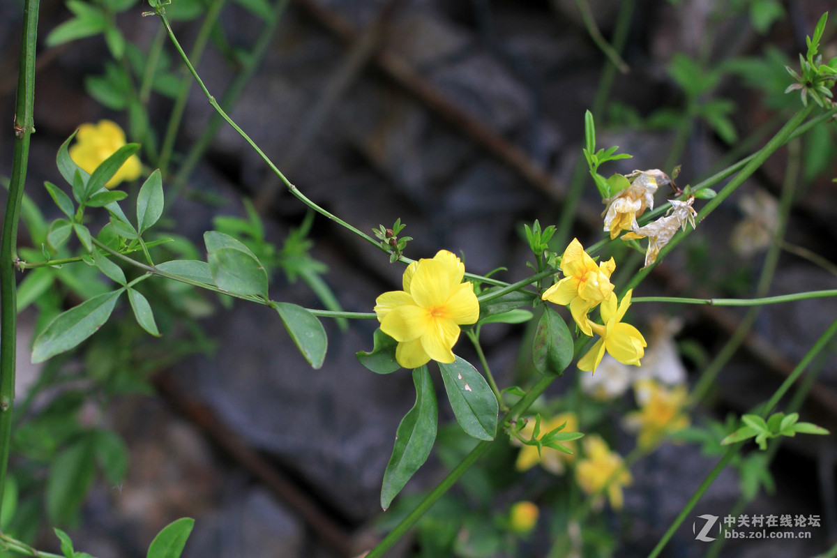 一组春天里的小花2