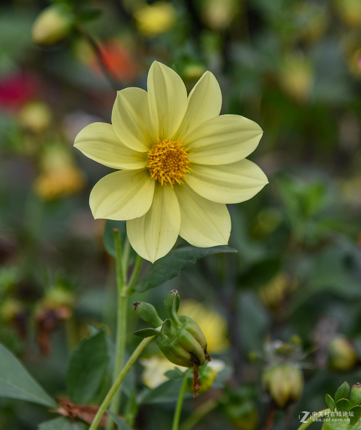 小丽花