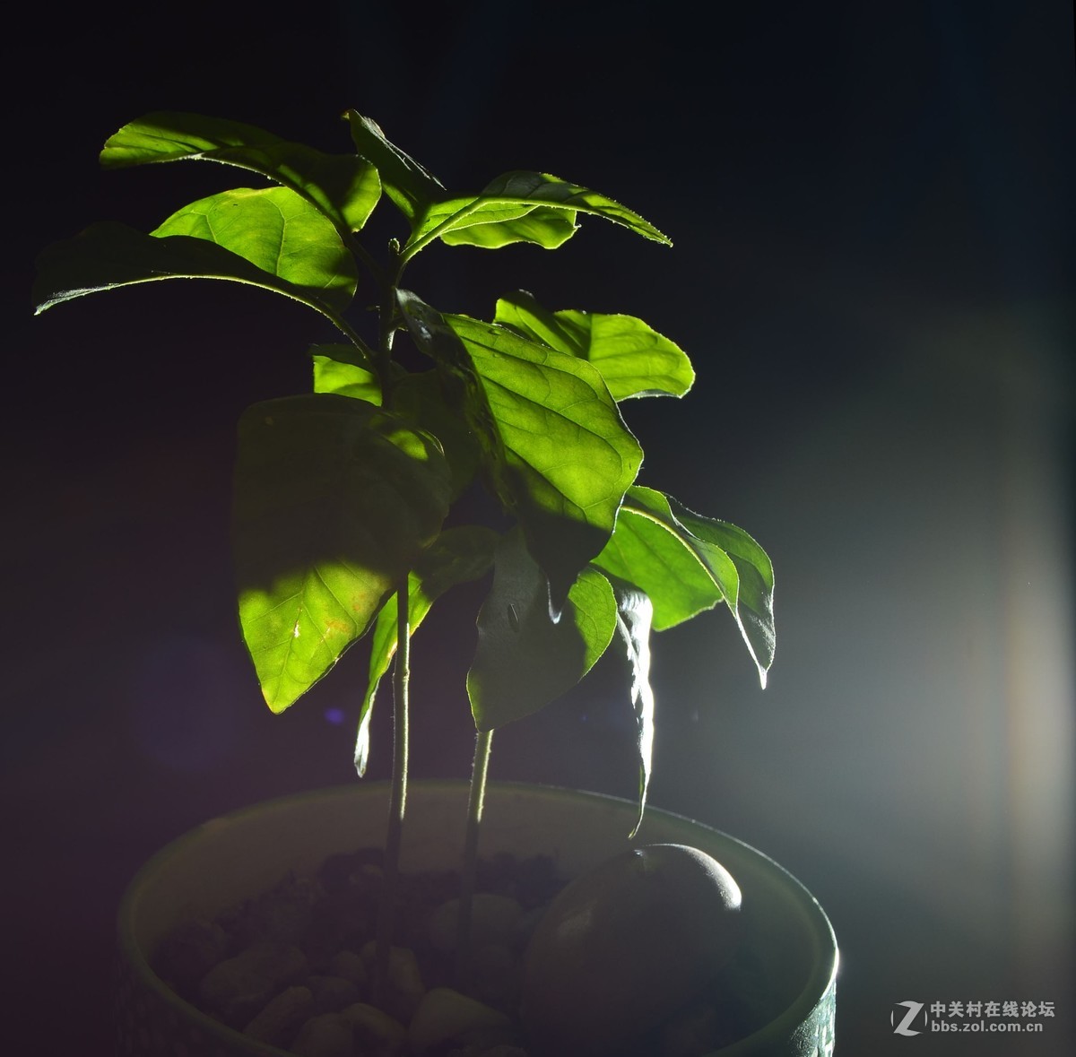 黄皮树苗
