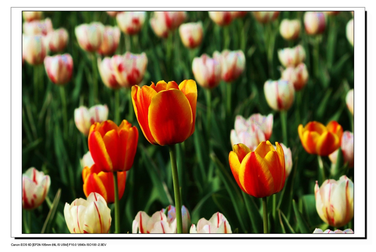 长春公园观赏郁金香