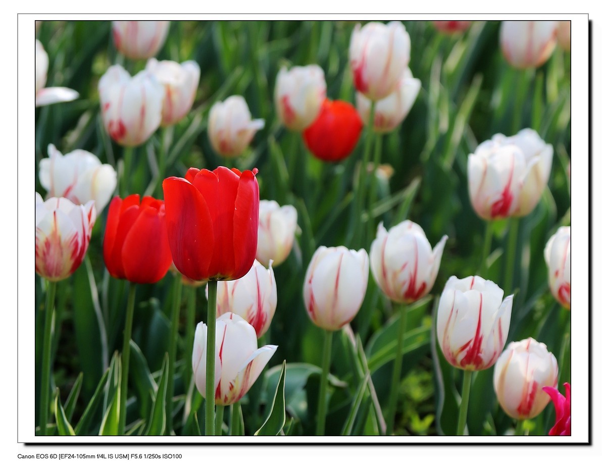 长春公园观赏郁金香