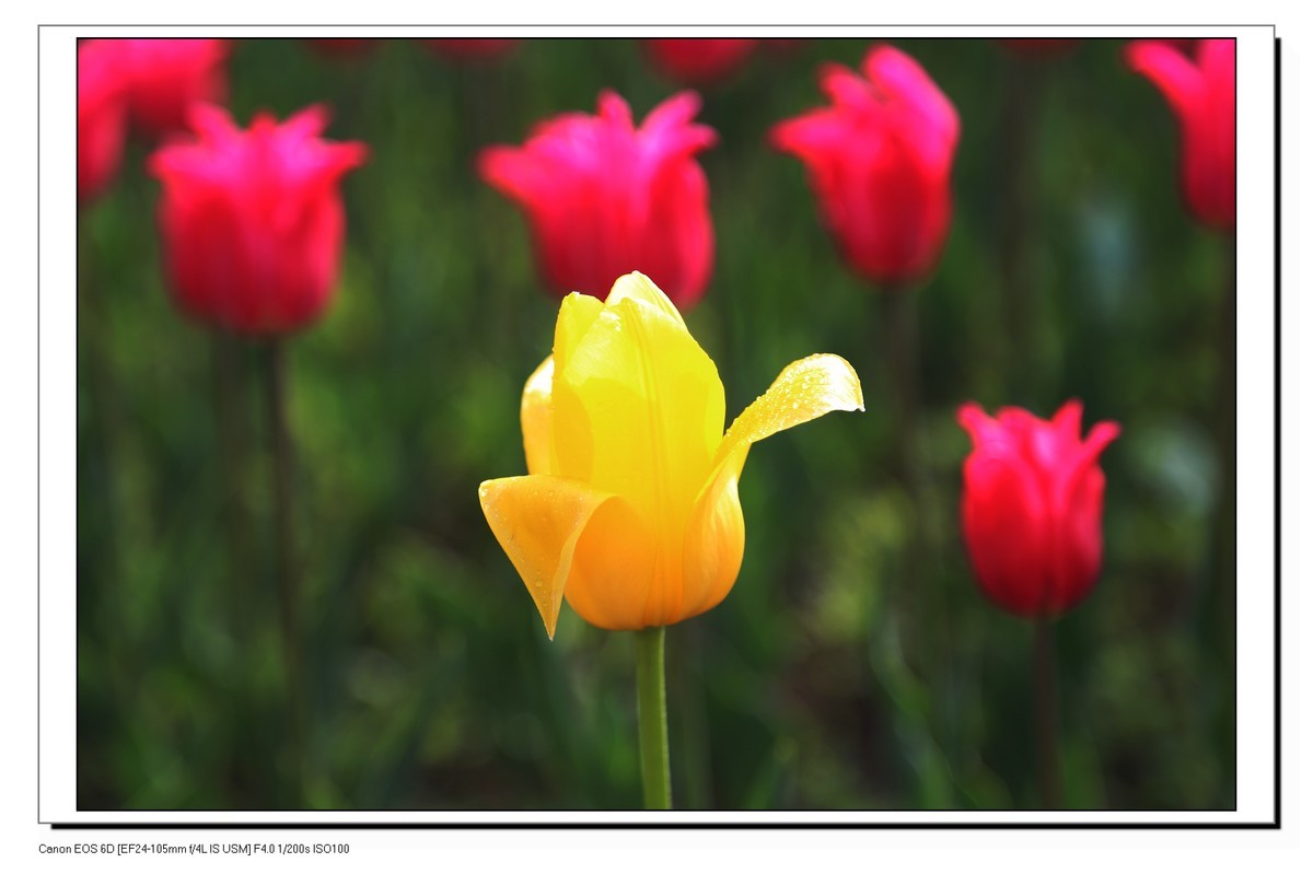 长春公园观赏郁金香