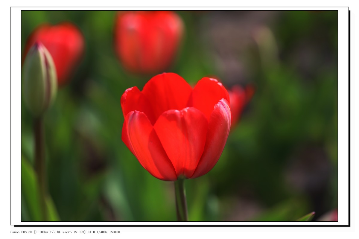 长春公园观赏郁金香