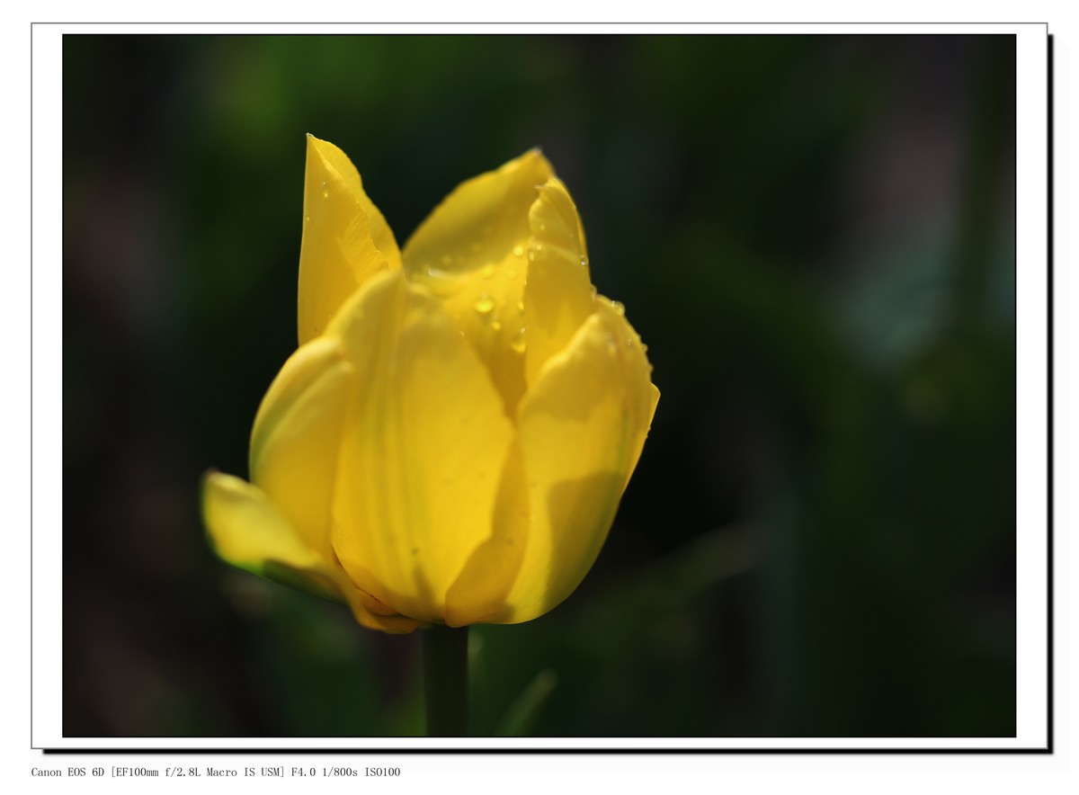 长春公园观赏郁金香