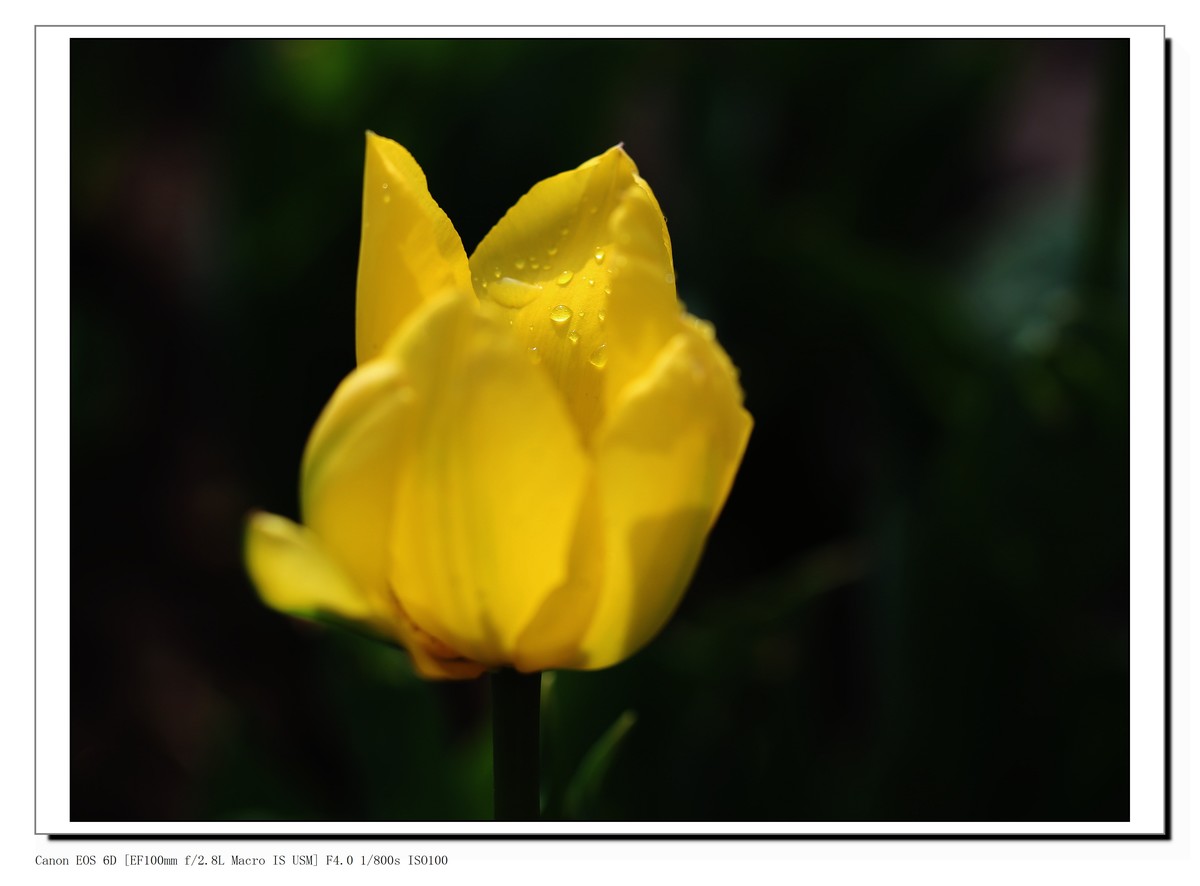 长春公园观赏郁金香