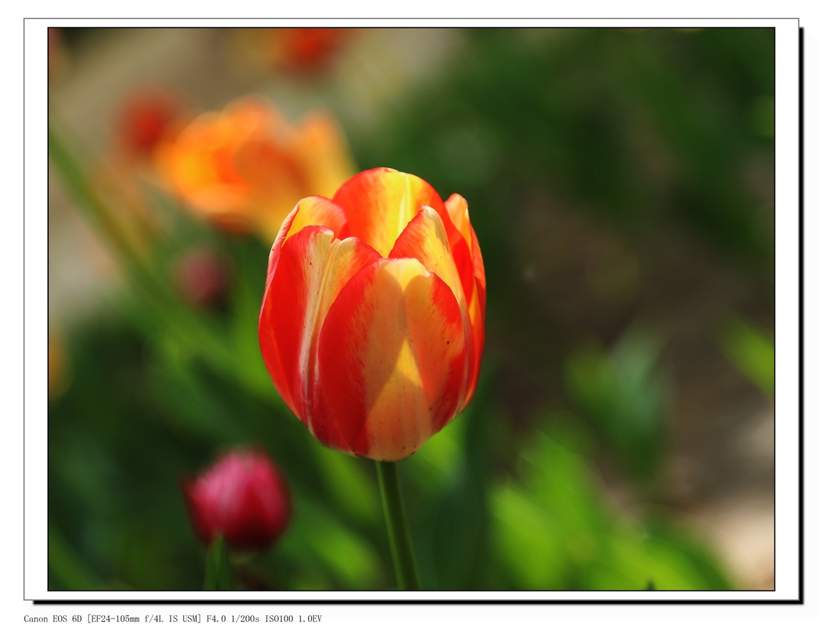 长春公园观赏郁金香