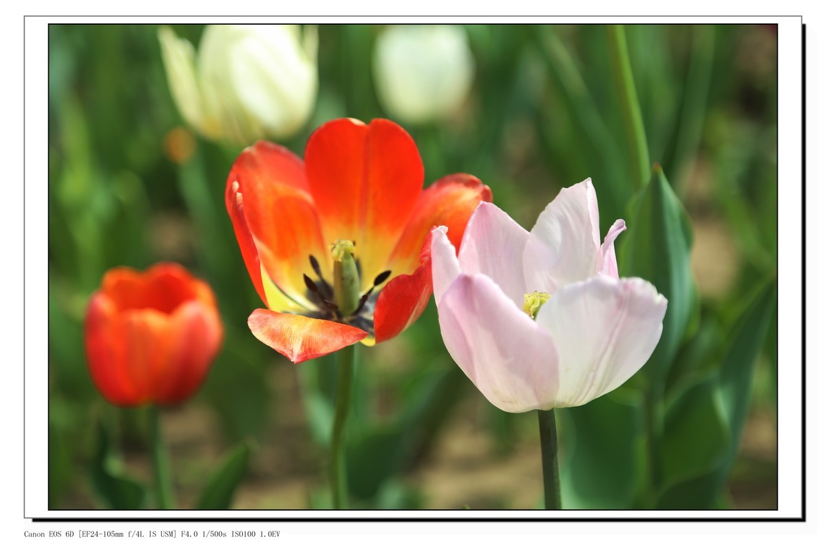 长春公园观赏郁金香