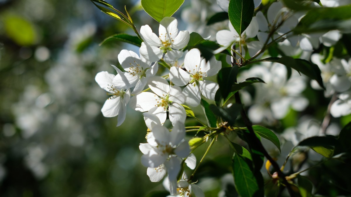 校园里的花儿山丁花3