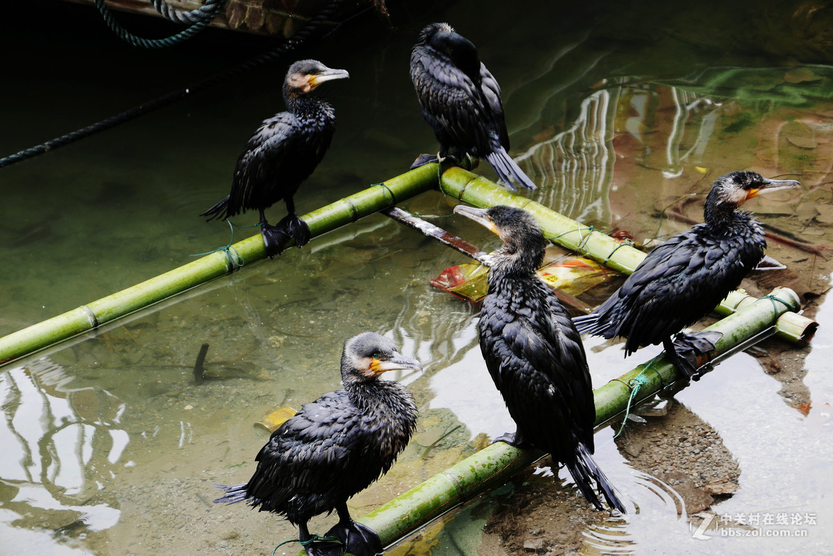 茶峒―沈从文笔下的边城