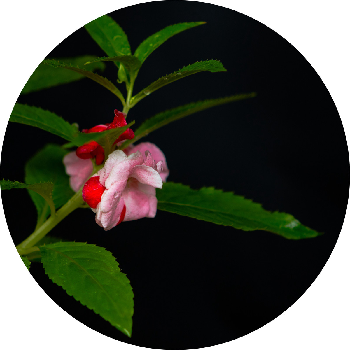 指甲花-中关村在线摄影论坛