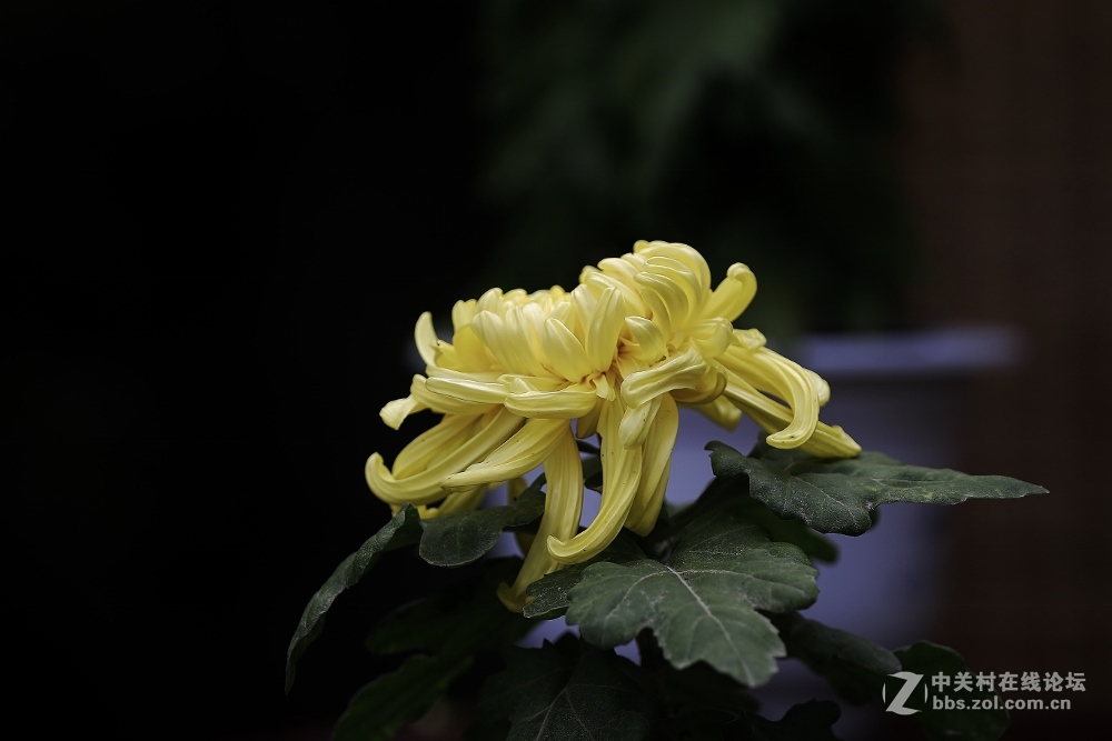 菊花随拍