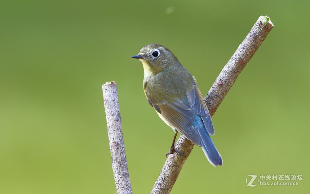新拍一组红胁蓝尾鸲