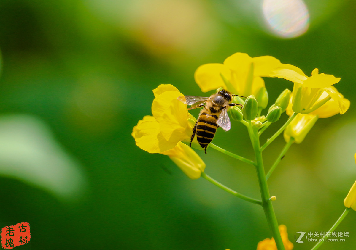 几只xiao蜜蜂飞到花丛中