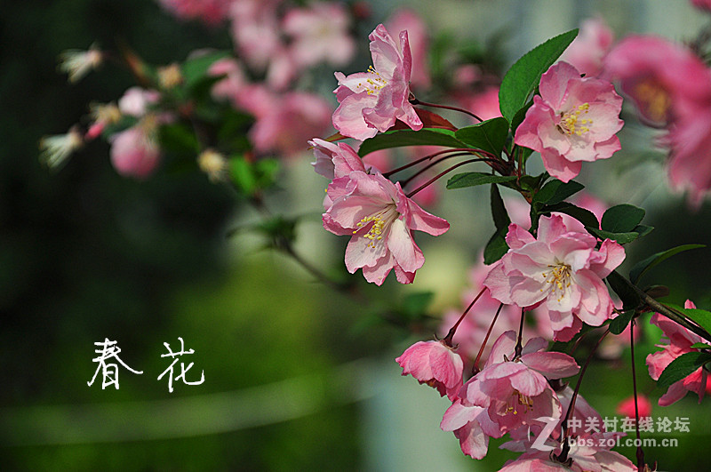 春花