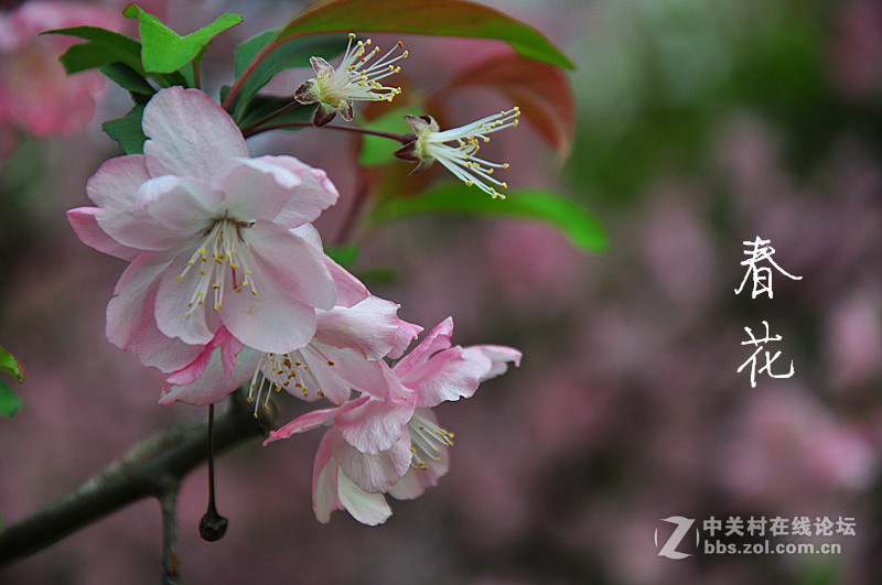 春花