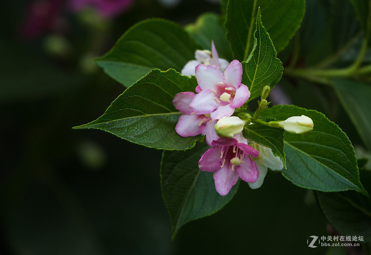 小花--锦带花(续)-中关村在线摄影论坛