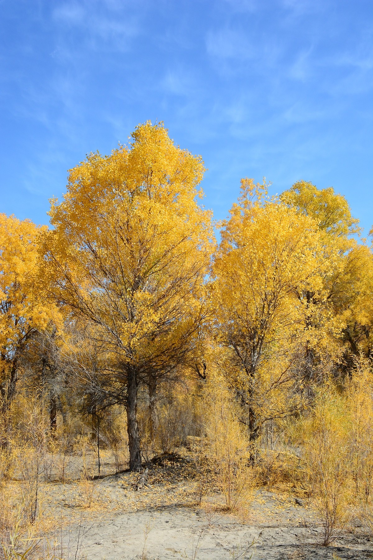 不一样的胡杨林金塔胡杨林