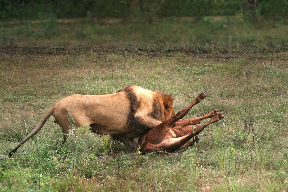 狮子捕牛