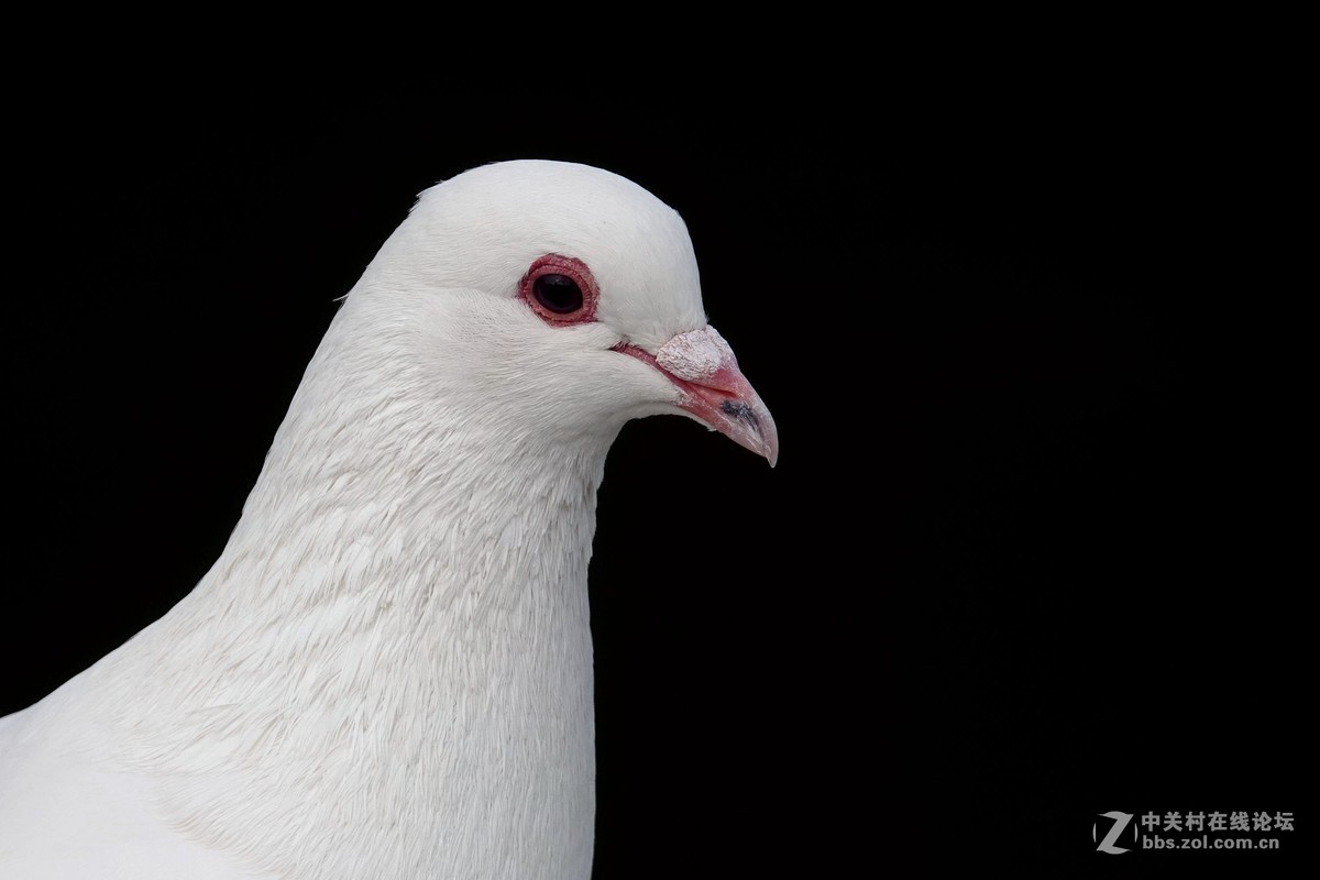 鸽子头部特写