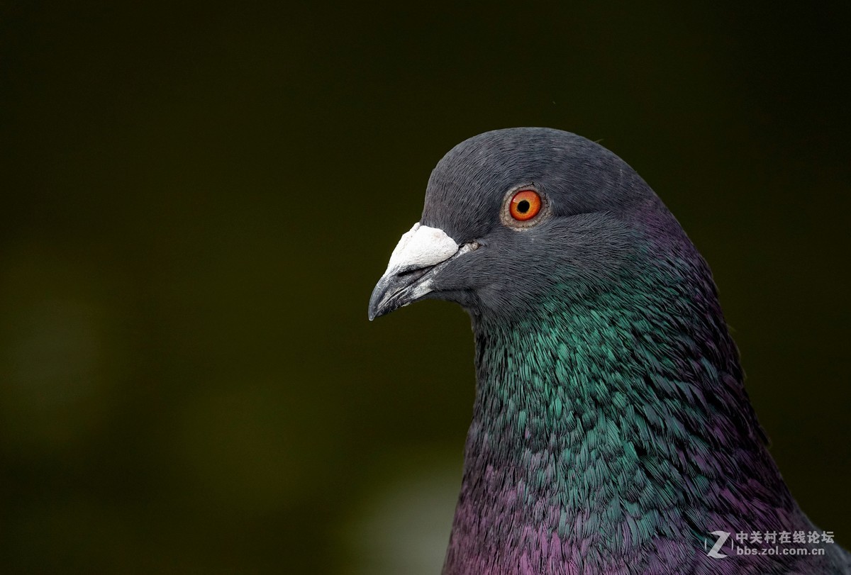鸽子头部特写