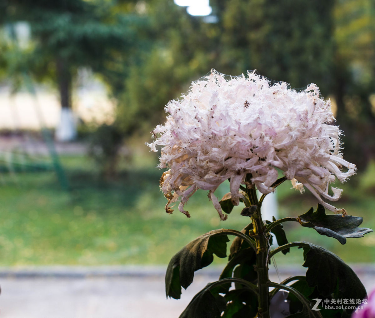 玄武湖的菊花