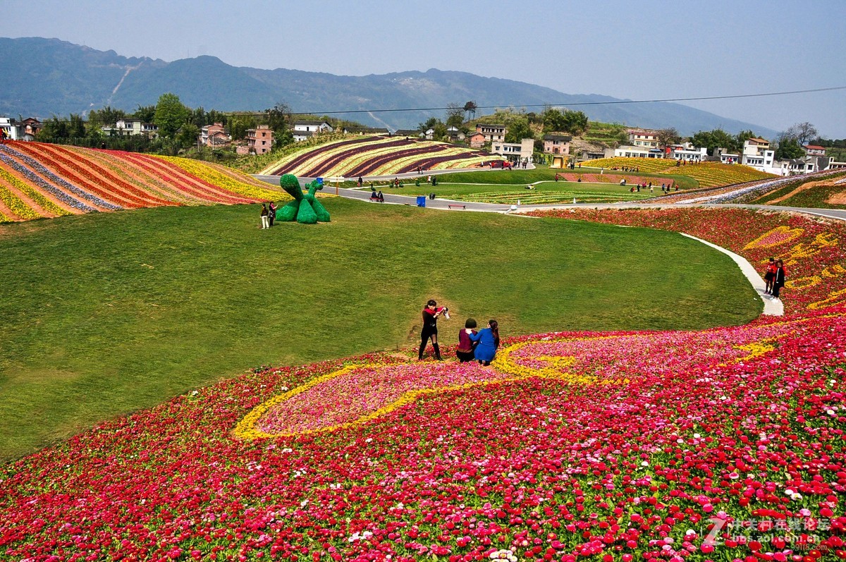 2016重庆渝北区兴隆花海2