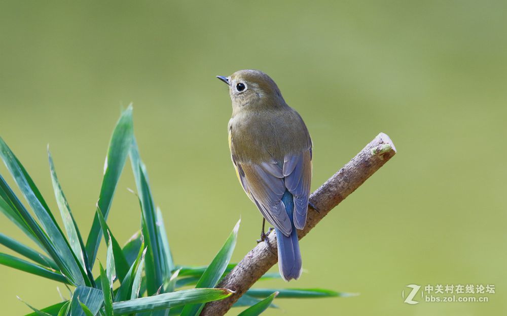 新拍一组红胁蓝尾鸲
