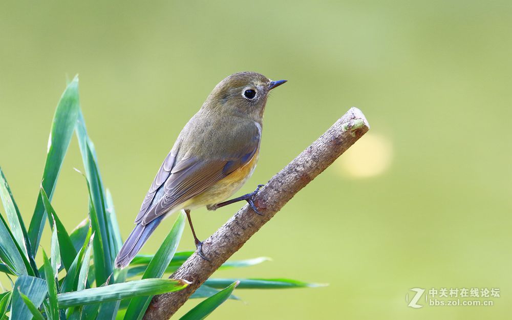 新拍一组红胁蓝尾鸲