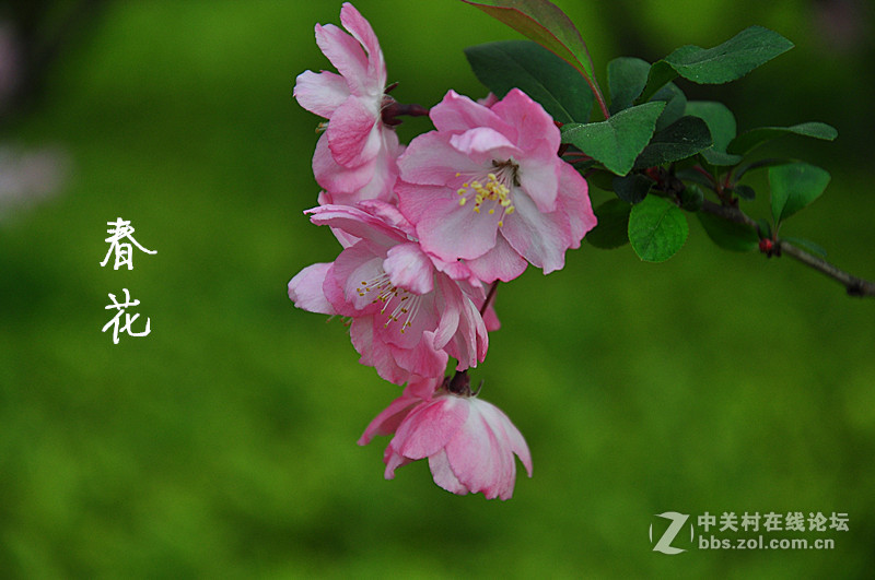 春花