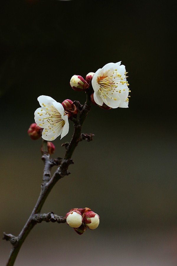 白梅花2