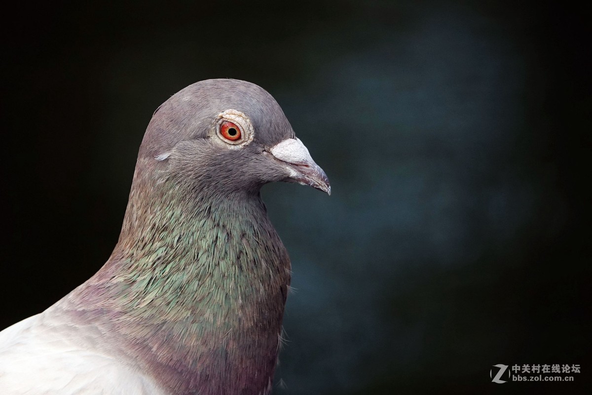 鸽子头部特写