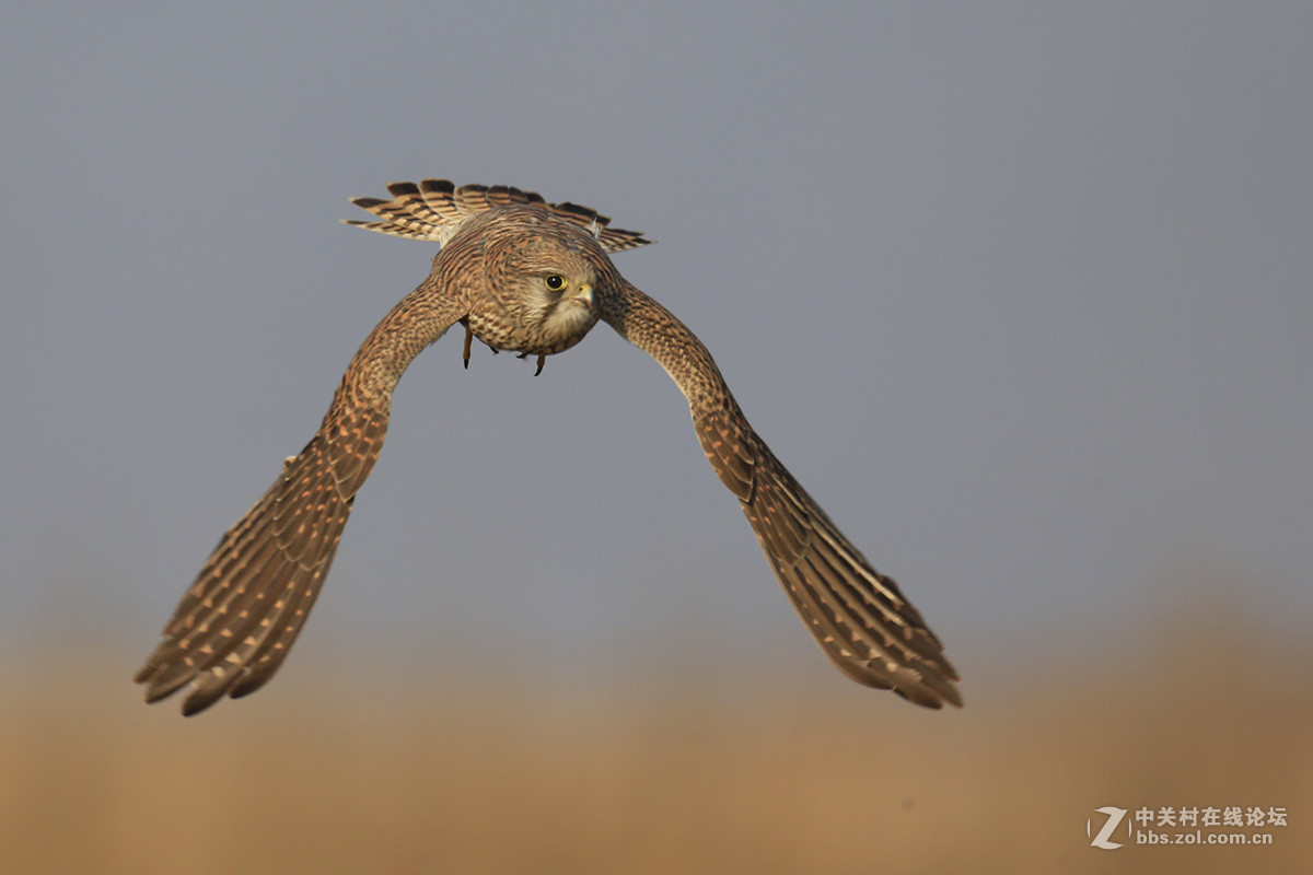 ---------红隼----------