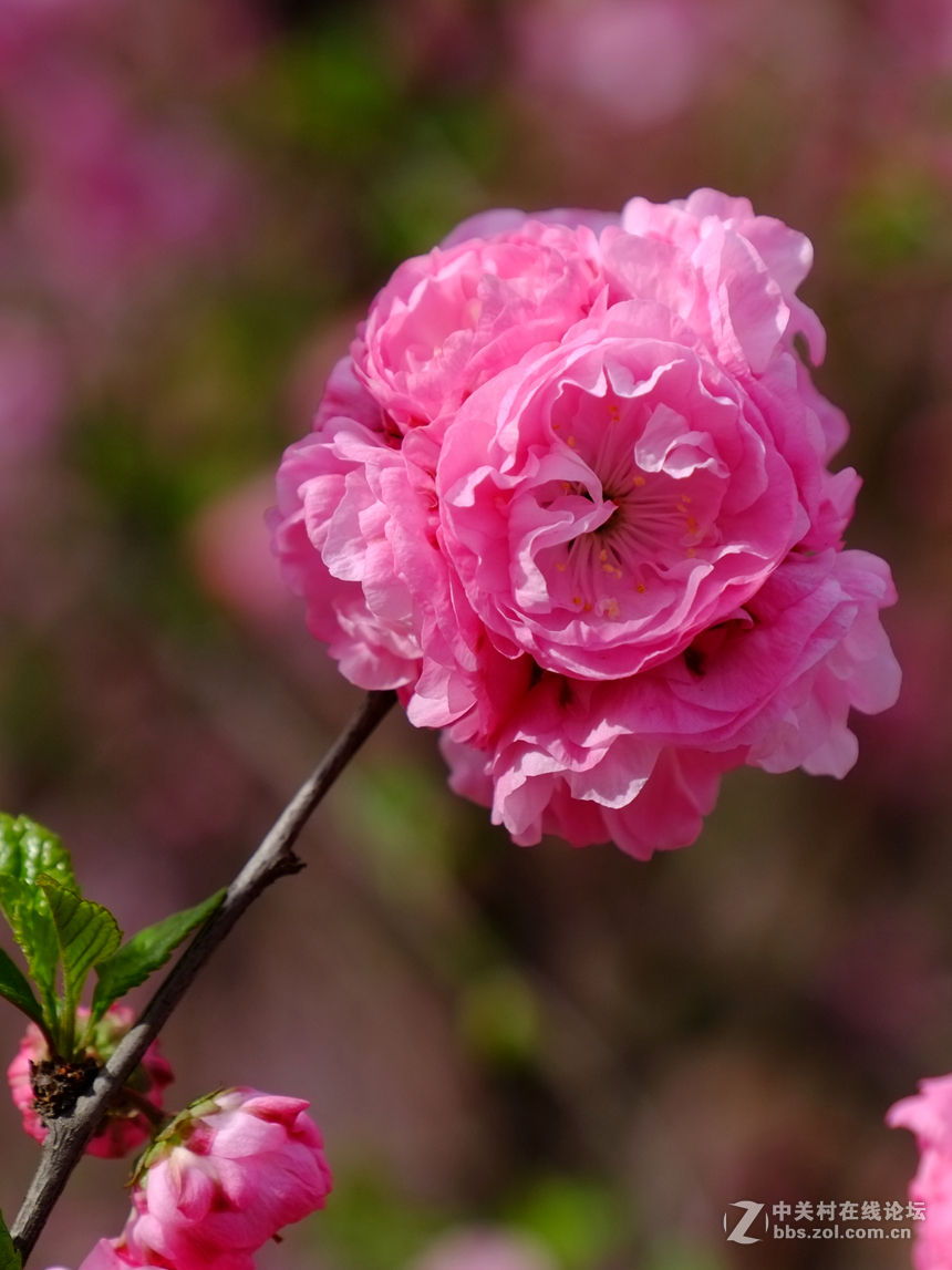 花团锦簇榆叶梅