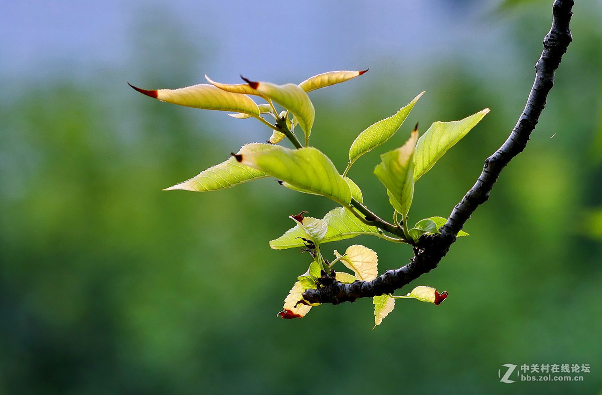 新买的GX85,新机试拍片